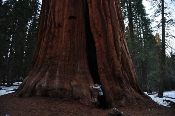 Abraçando uma gigantesca sequoia no Sequoia National Park, na Califórnia - EUA